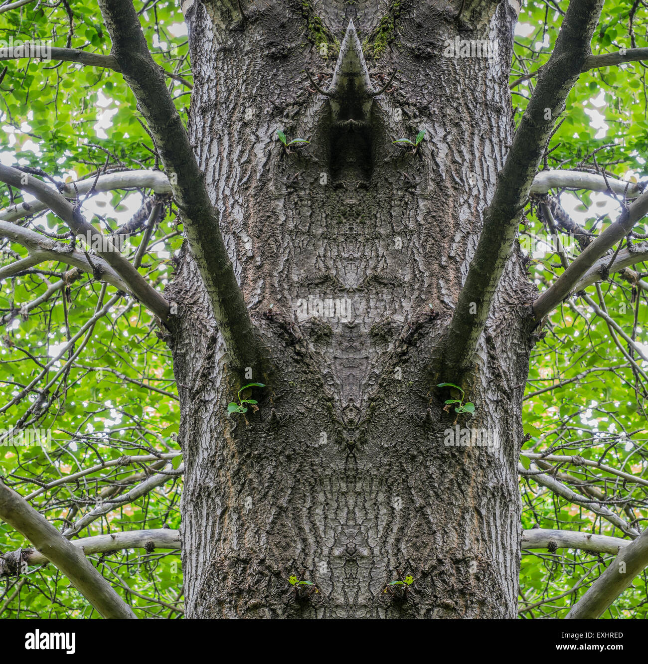 Birch tree, digital composite, Iceland Stock Photo