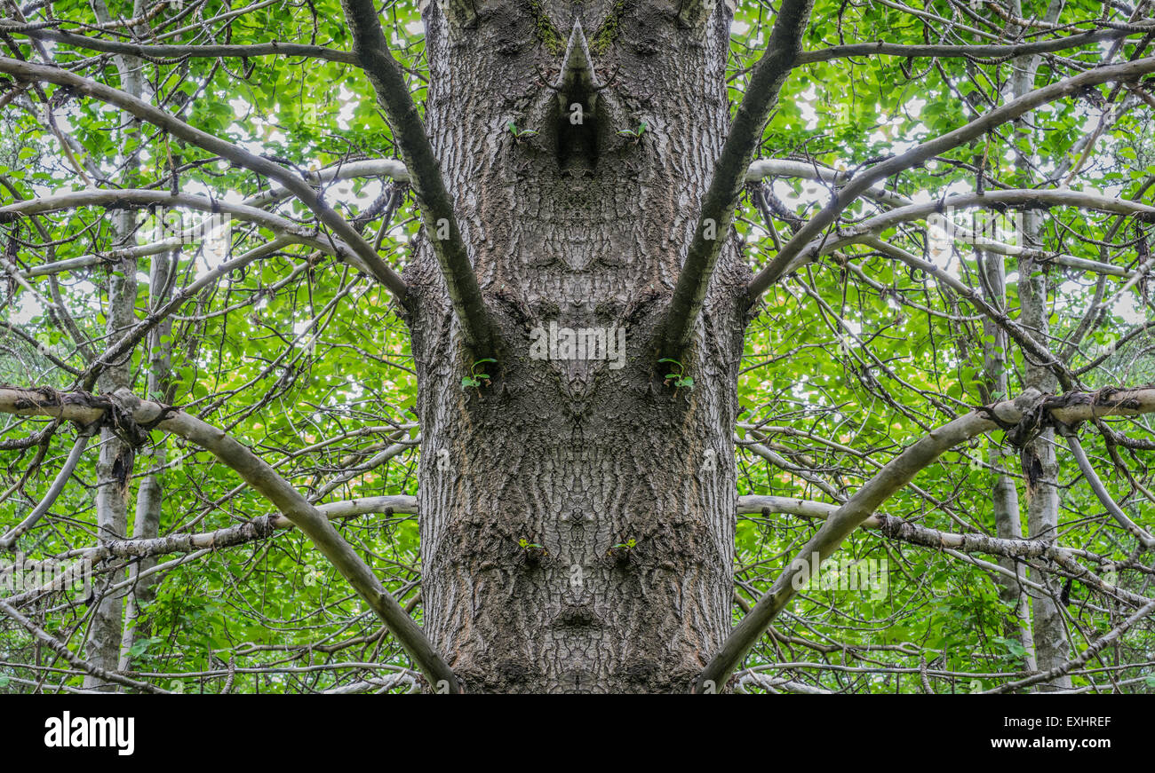 Birch tree, digital composite, Iceland Stock Photo