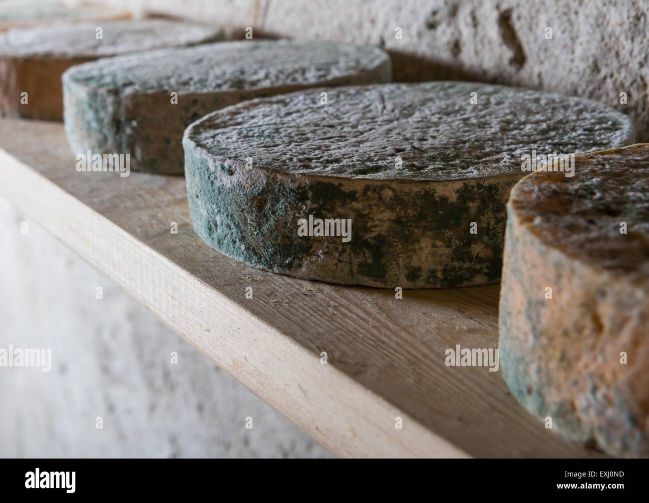 Goat cheese maturing in basement. Studio shoot with mystic light efect. Stock Photo