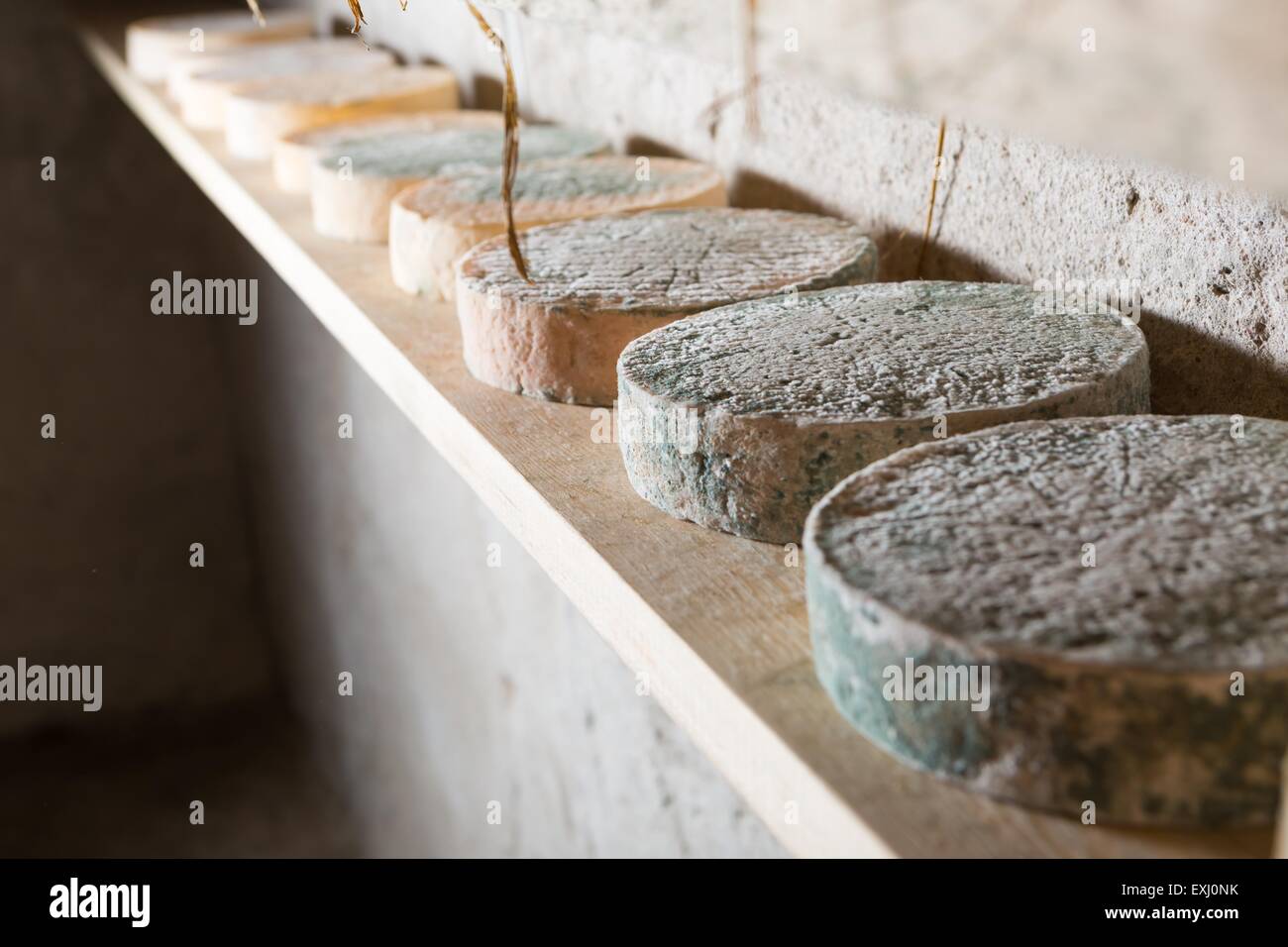 Goat cheese maturing in basement. Studio shoot with mystic light efect. Stock Photo