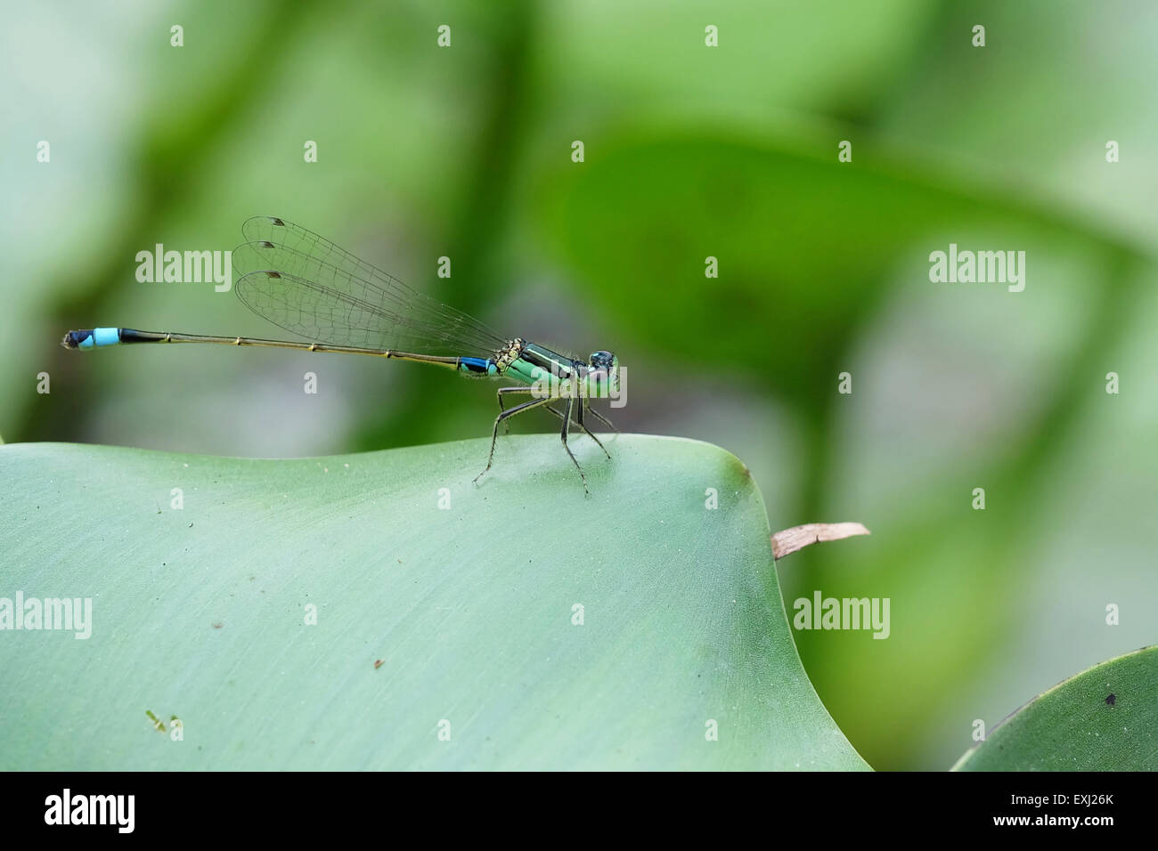 Portrait of a Green Damselfly Stock Photo - Alamy
