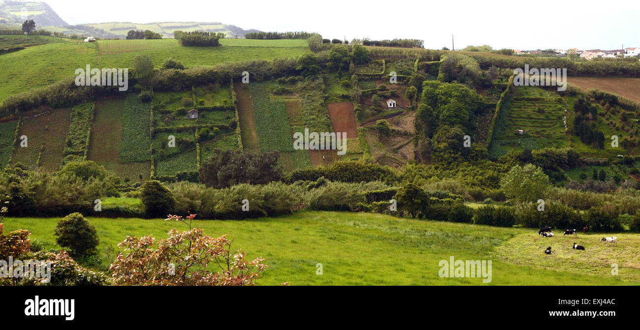 Steep hillside cultivation Sao Miguel Azores Stock Photo