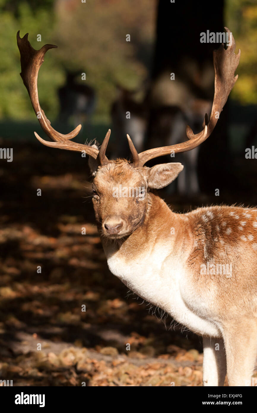 photo portrait of a fallow buck Stock Photo