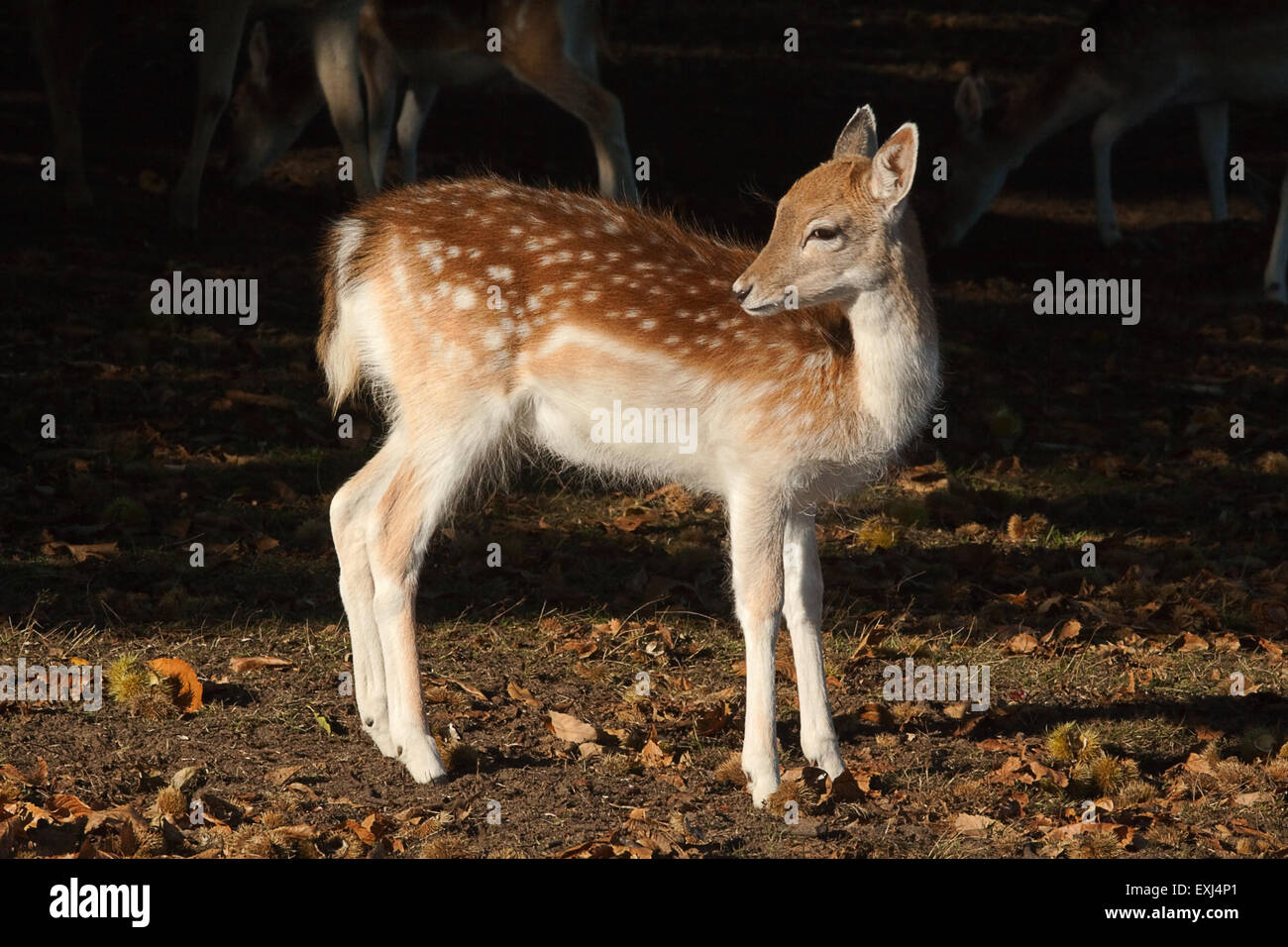 photo of a young fallow deer in the sun shine Stock Photo