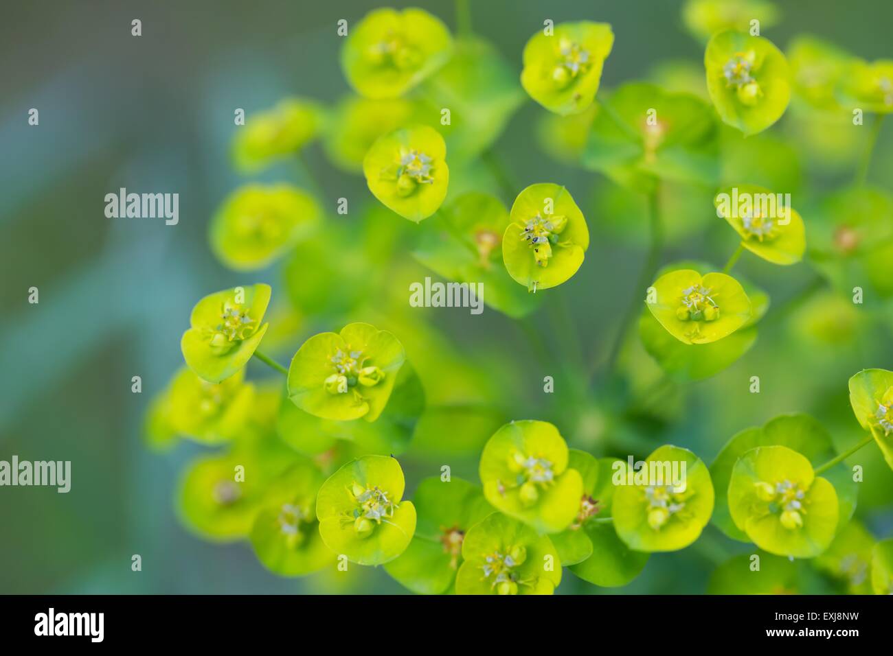 Spurge flowers (Euphorbia Amygdaloides). Beautiful green plant blooming in summer Stock Photo