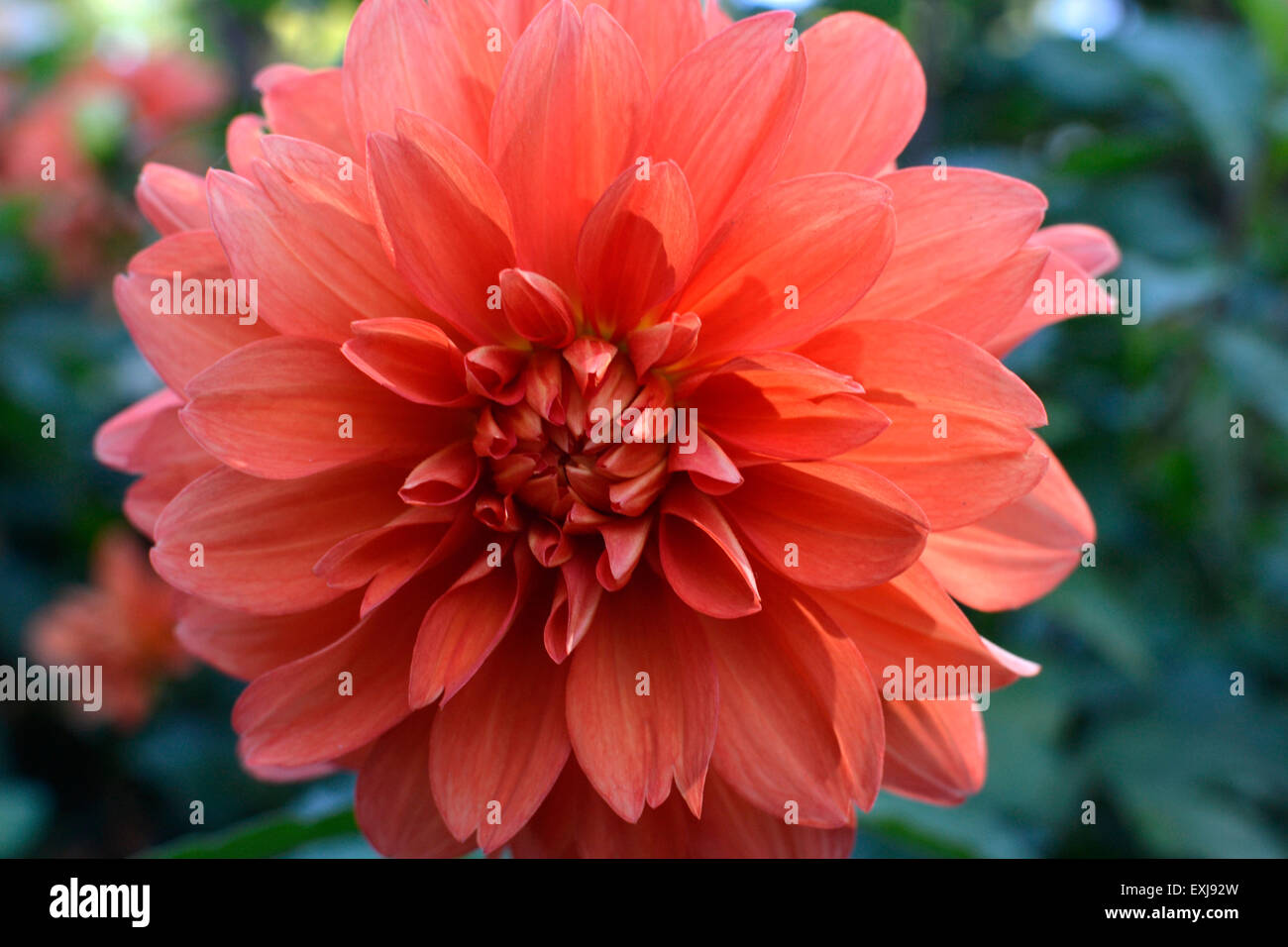 This is an orange/pink-ish flower that has cylinder shaped petals near the center. Stock Photo