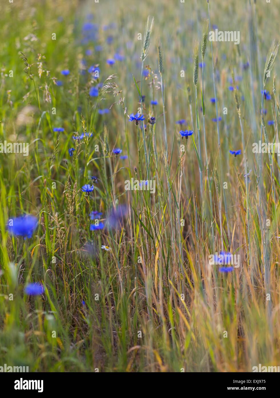 Beautiful cornflowers growing on field of rice. Beautiful blue summer flowers. Stock Photo