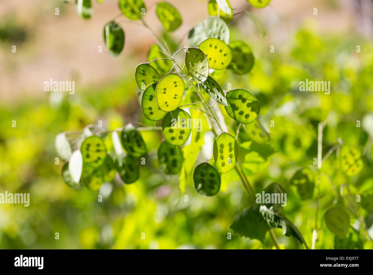 Green flowers of lunaria plant. beautiful garden flowers Stock Photo