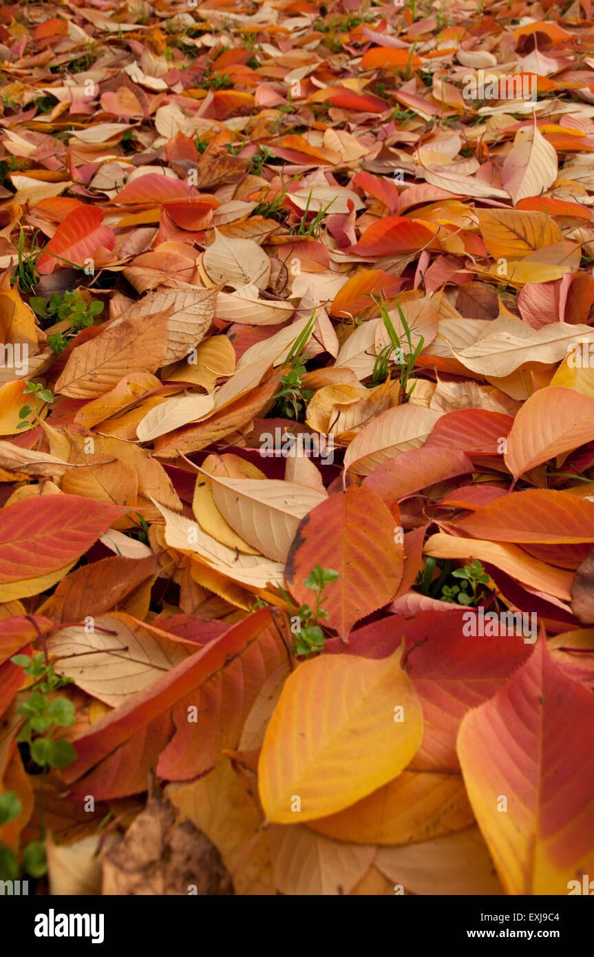 background of autumn brown leaves Stock Photo - Alamy