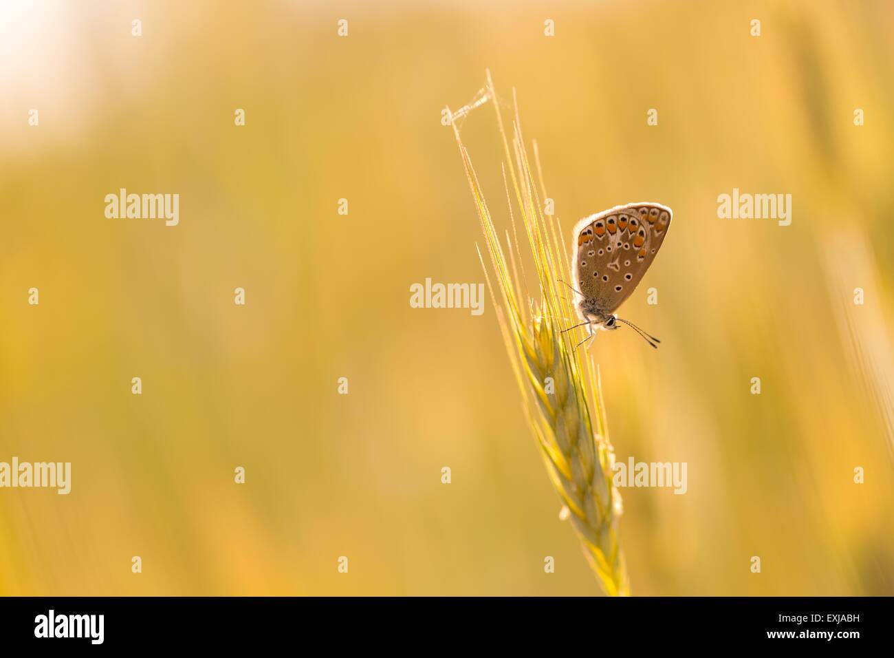 Beautiful wild colorful butterfly resting on plant. Insect macro. Stock Photo