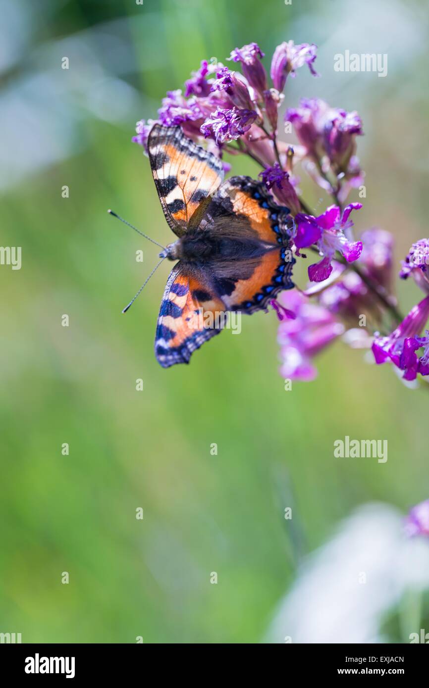 Beautiful wild colorful butterfly resting on plant. Insect macro. Stock Photo
