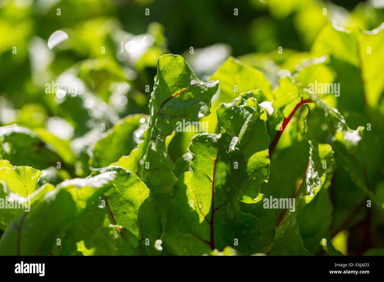 Green young leaves of beetroot growing in garden. Beet leaves in close up Stock Photo
