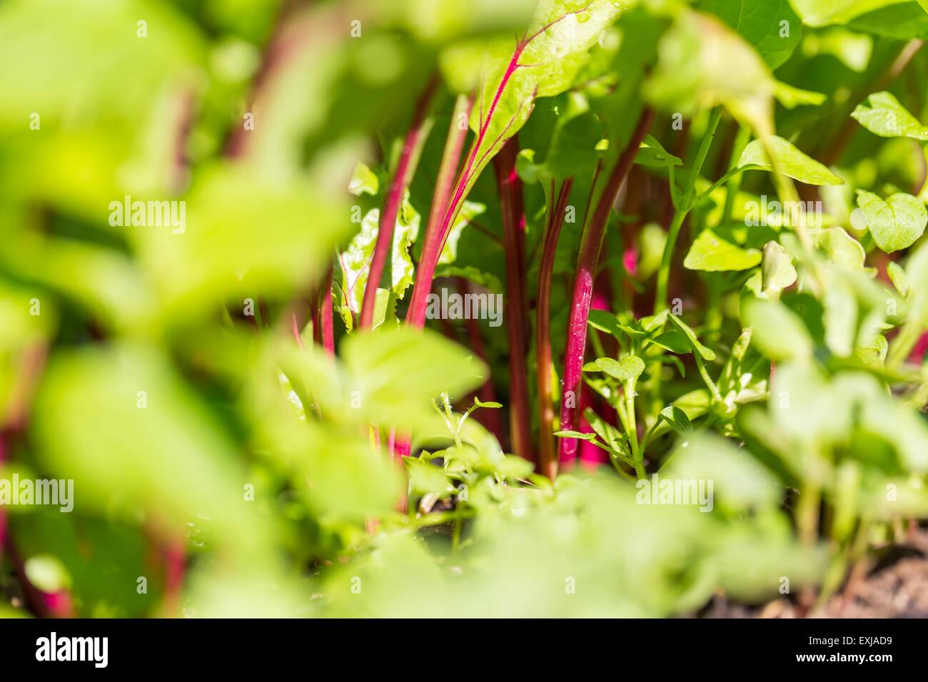 Green young leaves of beetroot growing in garden. Beet leaves in close up Stock Photo
