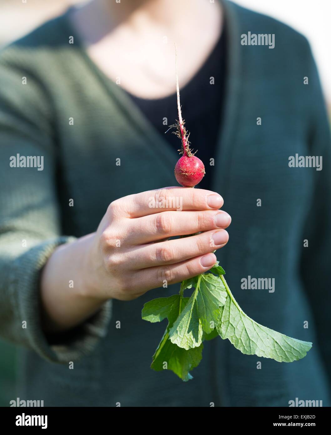 Woman hands with just picked radish. Natural ecologic garden vegetables. Stock Photo