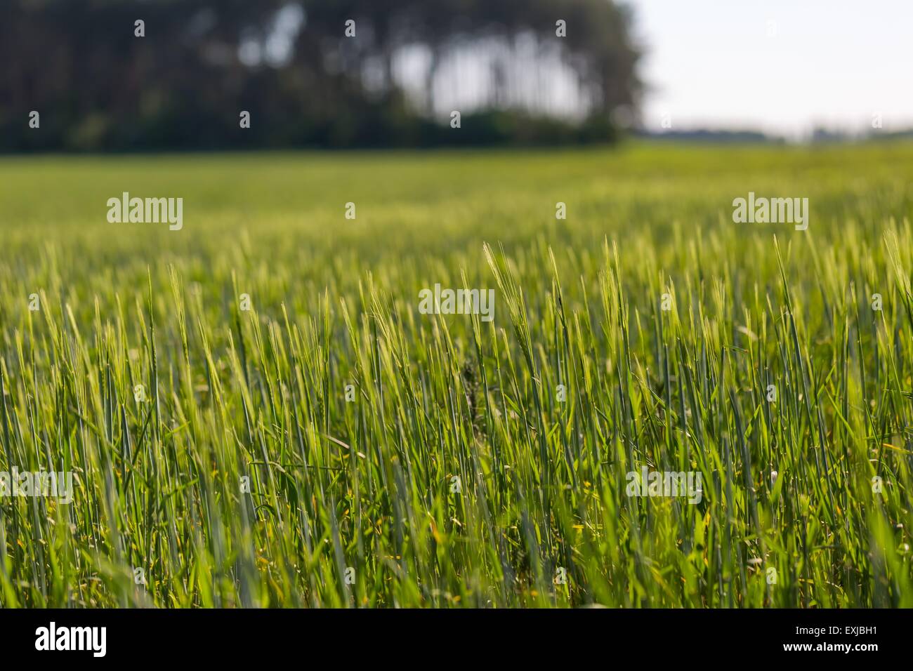 Beautiful young cereal field photographed in late spring. Agricultural background Stock Photo