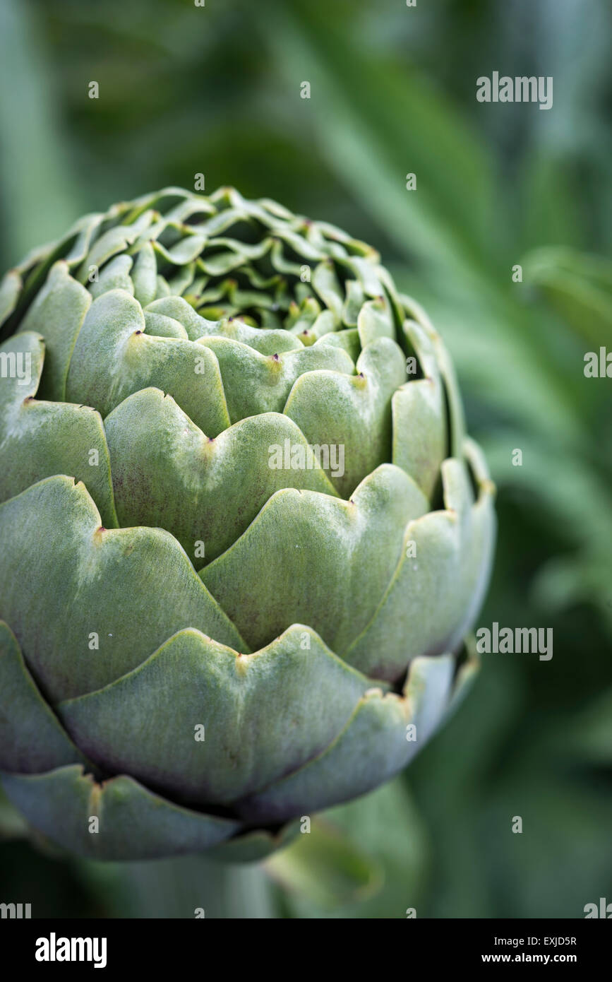 Green scales hi-res stock photography and images - Alamy