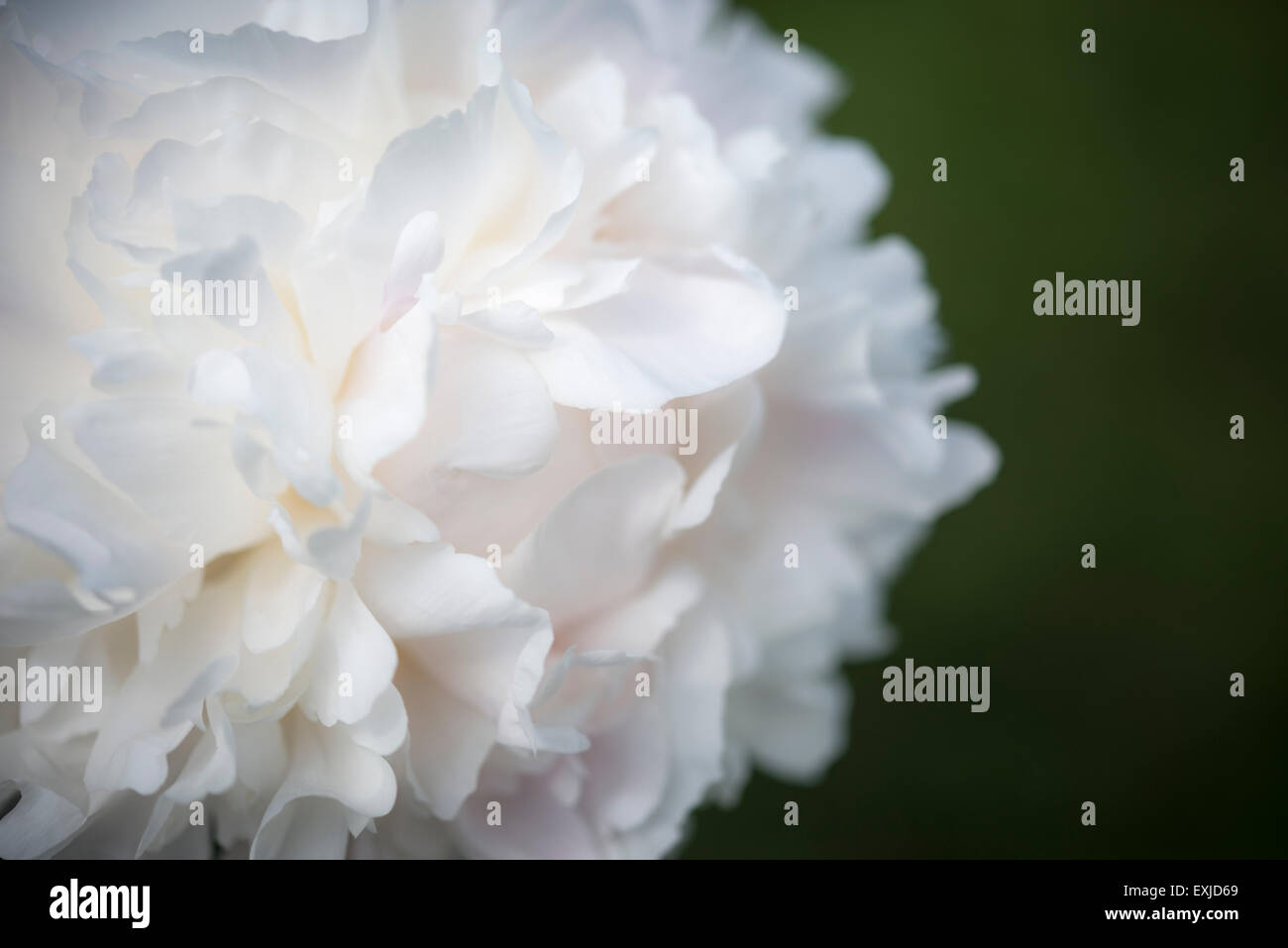 A soft double Peony with pale creamy white petals. A close up of a single bloom. Stock Photo