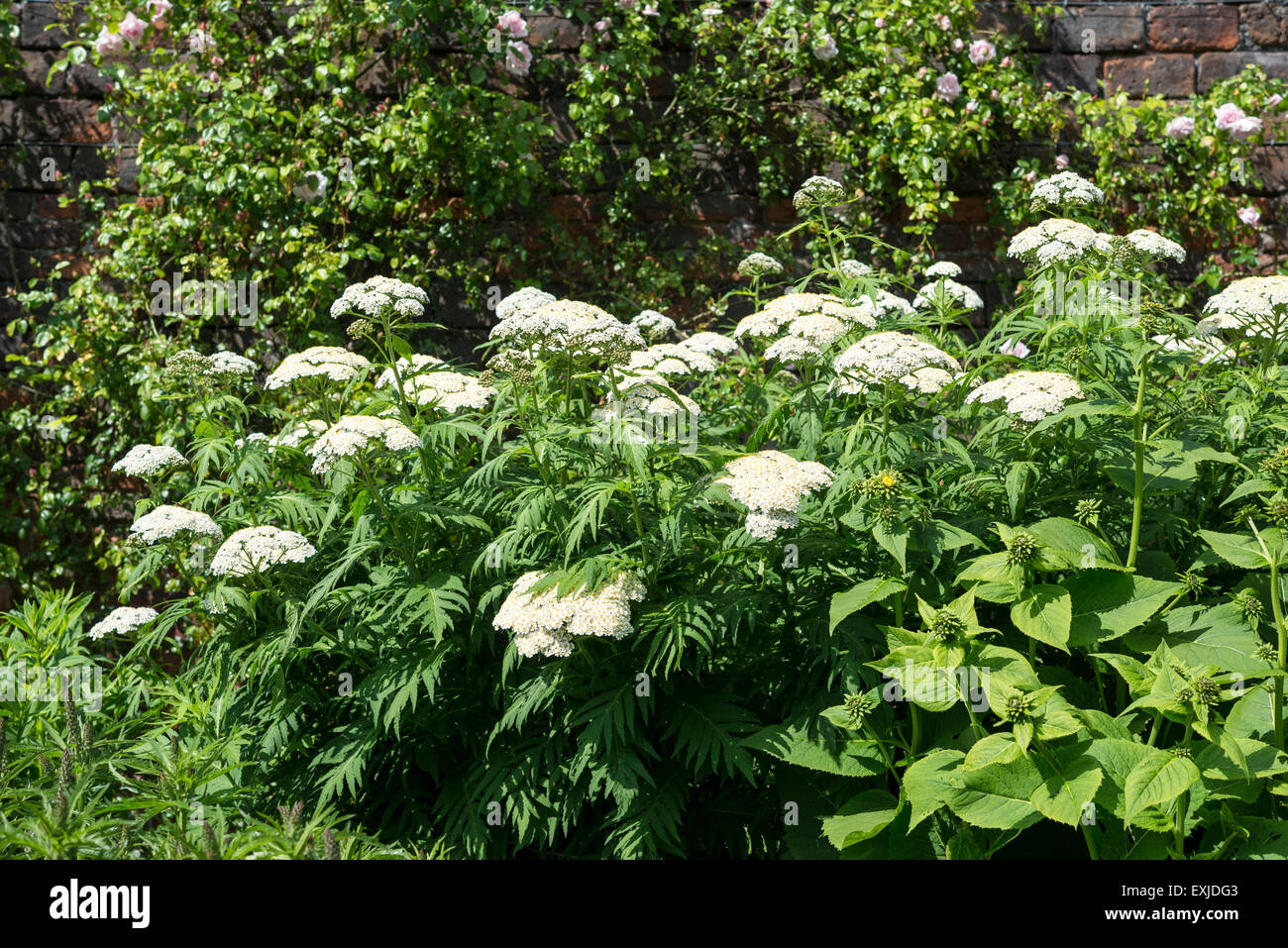 Achillea Grandiflora flowering in a herbaceous border in early summer. Stock Photo
