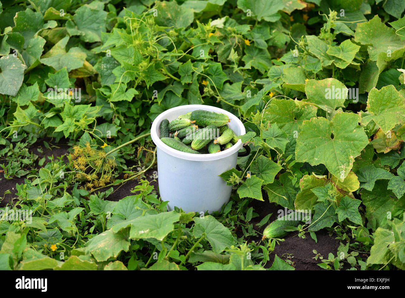 Bucket with a fresh cucumbers in the garden Stock Photo Alamy