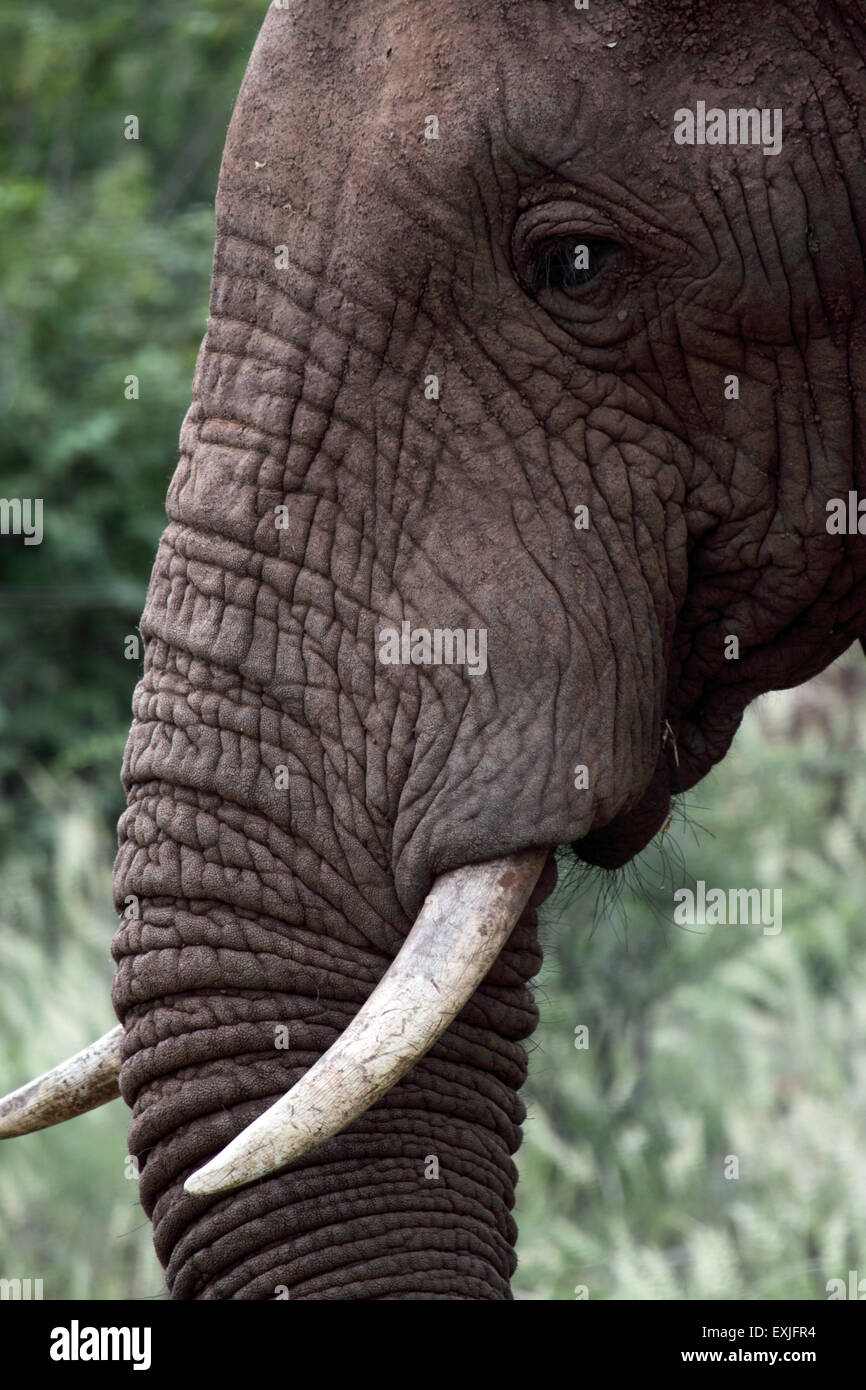Close-up of young African Elephant with tusks against green trees and grass Stock Photo