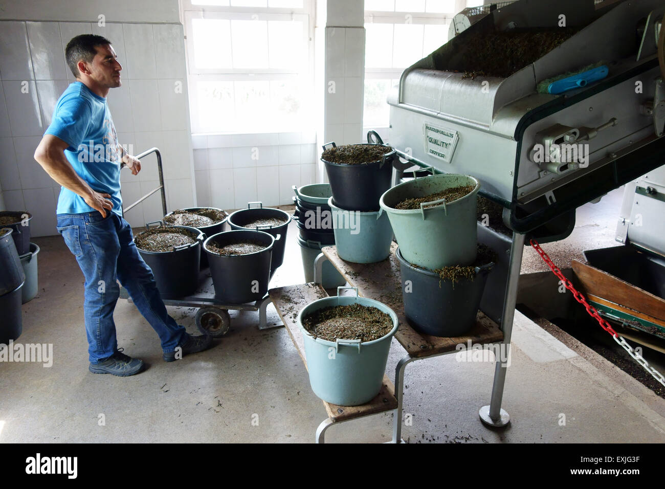 Marshalls' machinery at the oldest tea producing plantation in Europe