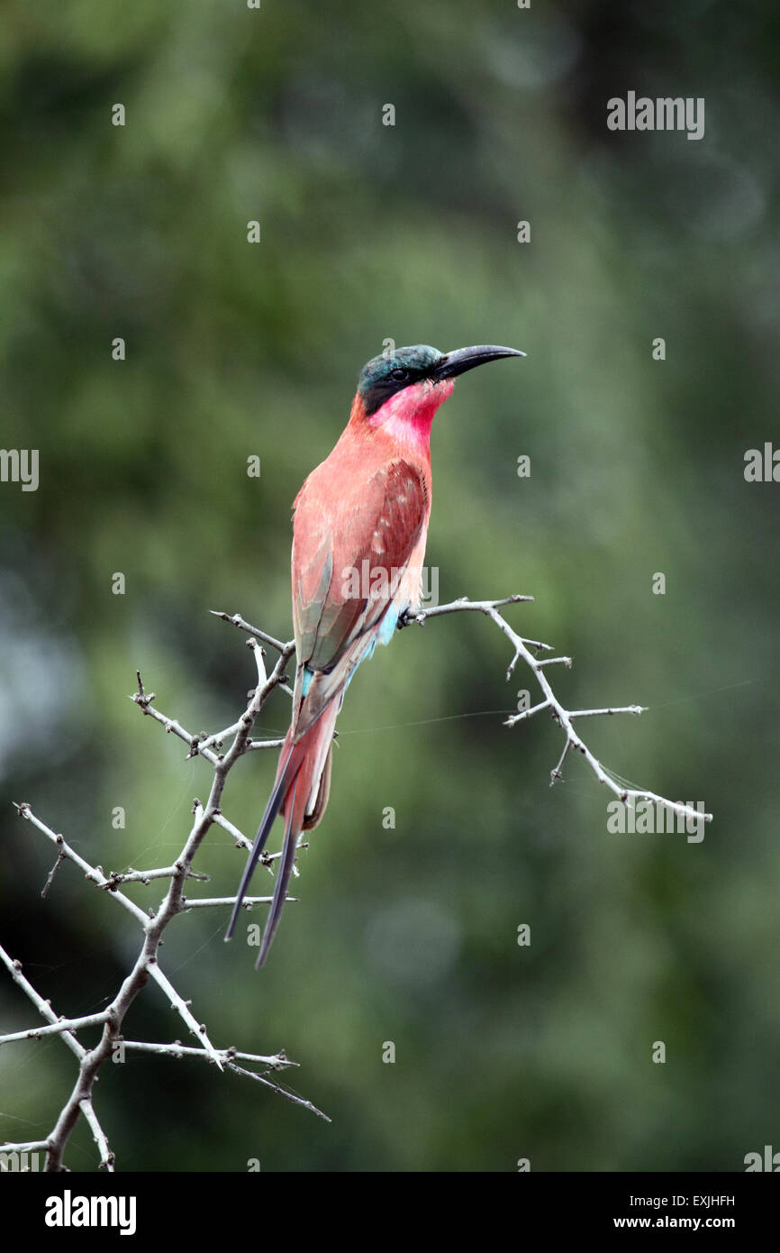 Southern Carmine Bee-eater Pafuri game reserve South Africa Stock Photo