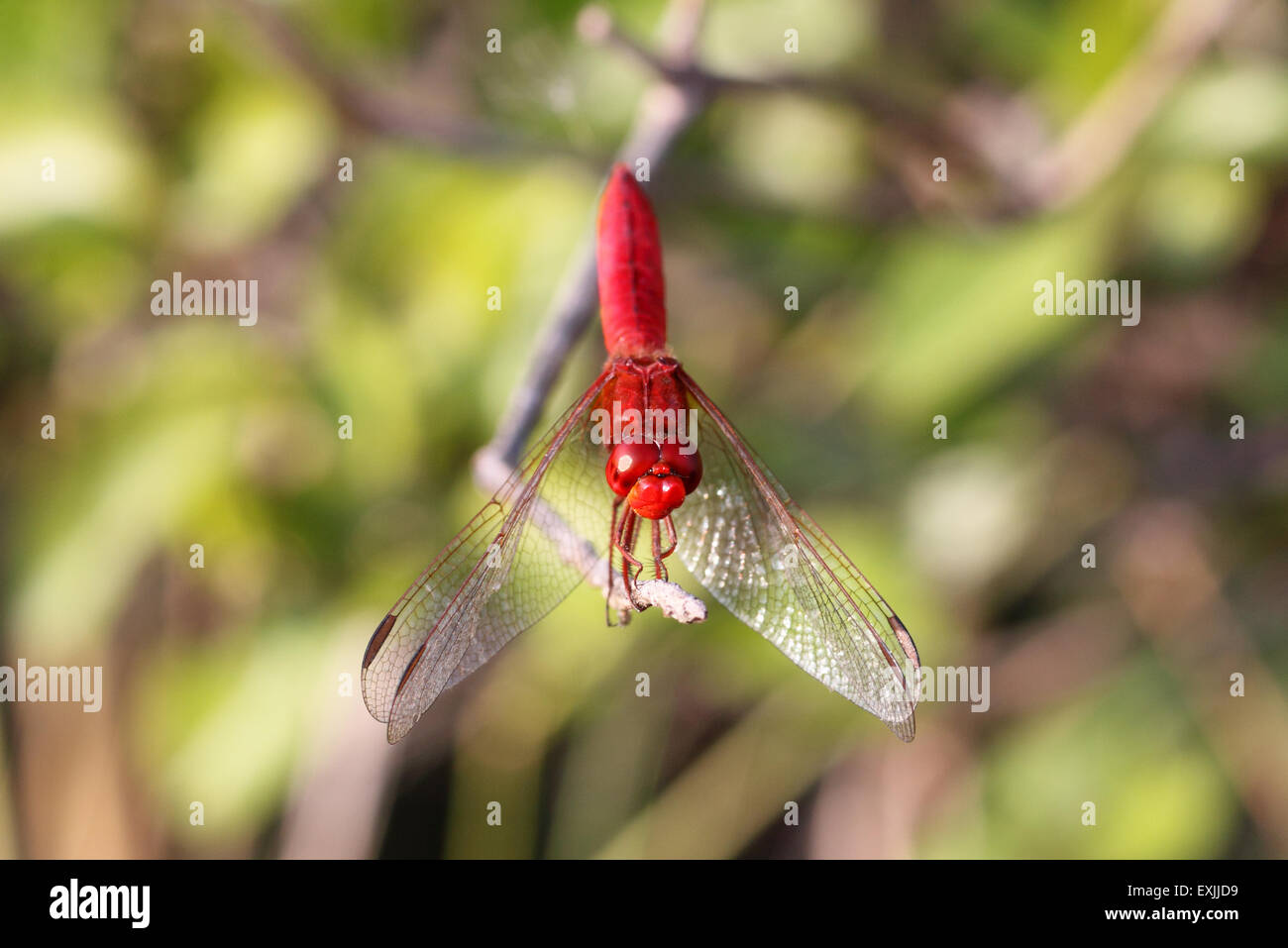 Scarlet Broad Dragonfly in Nylsvley Nature Reserve South Africa Stock Photo