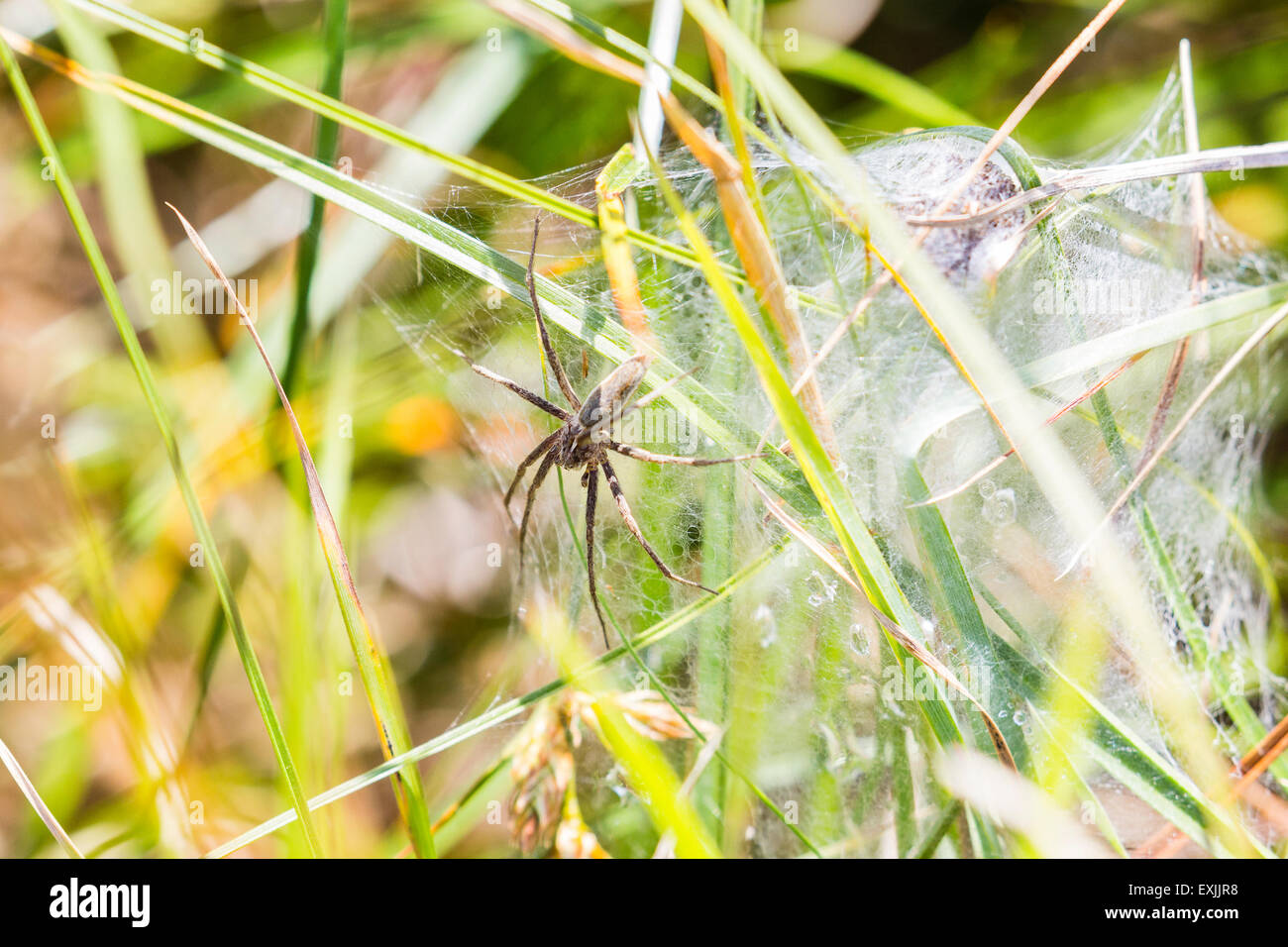 A Spider on it's web along the Pembrokeshire coastal path, Wales Stock Photo