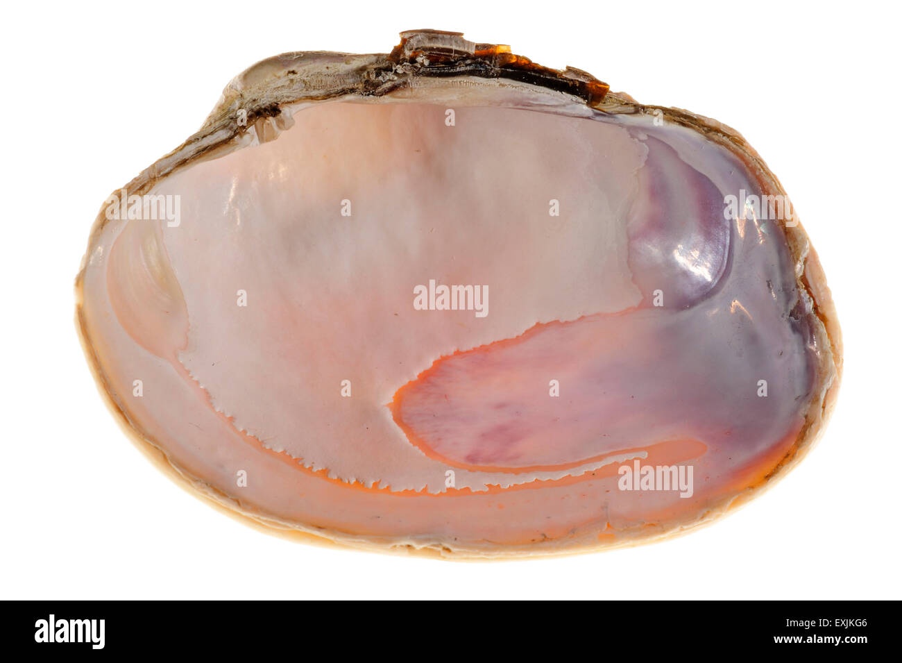 Pullet carpet shell (Venerupis senegalensis) showing anterior and posterior adductor muscle scars, pallial line, pallial sinus Stock Photo