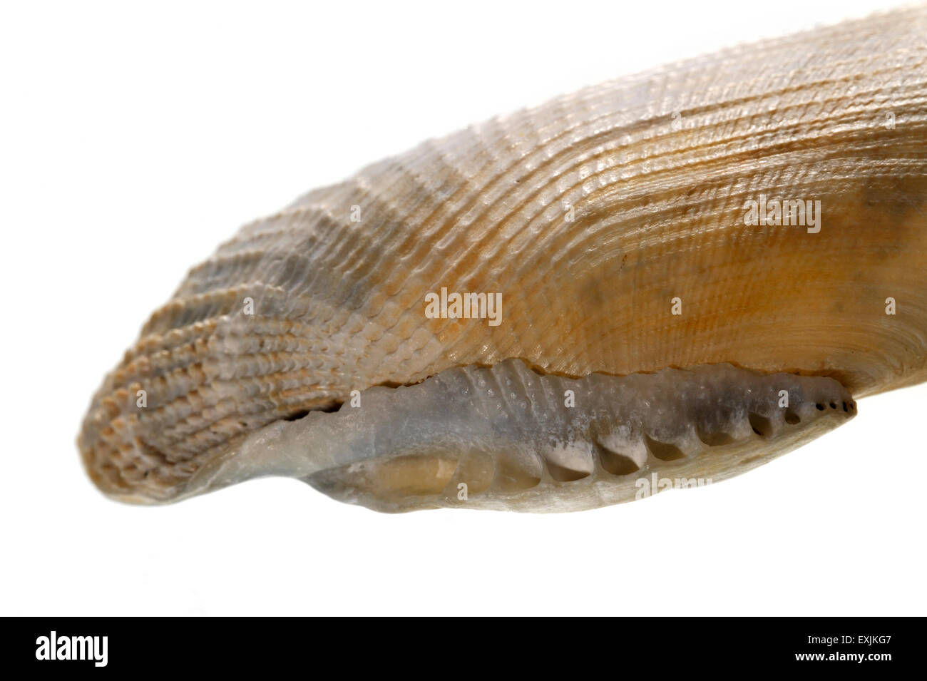 Common piddock (Pholas dactylus) close up showing the rolled-out hinge area Stock Photo