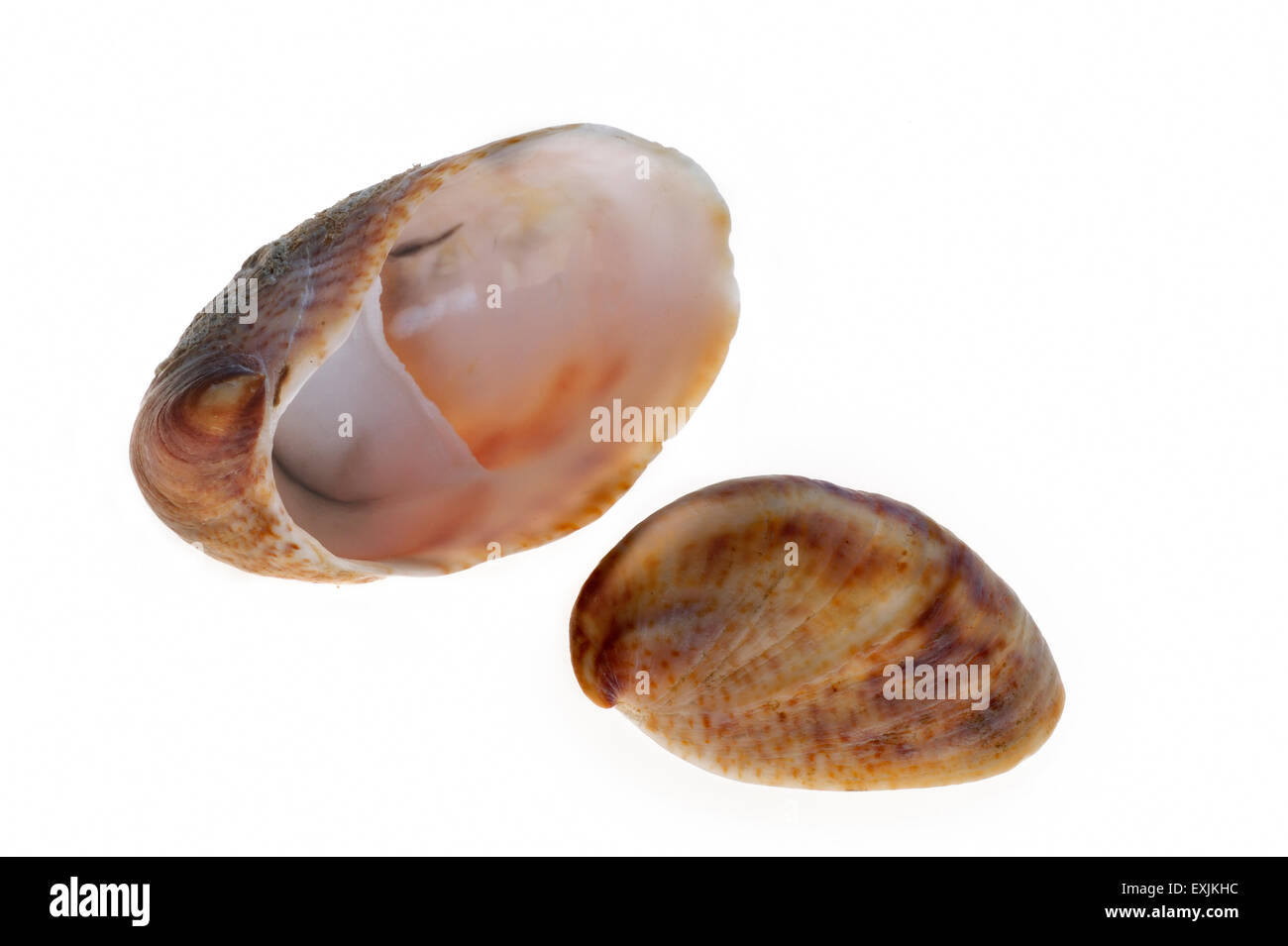 American slipper limpets / common slipper limpet (Crepidula fornicata) shells on white background Stock Photo