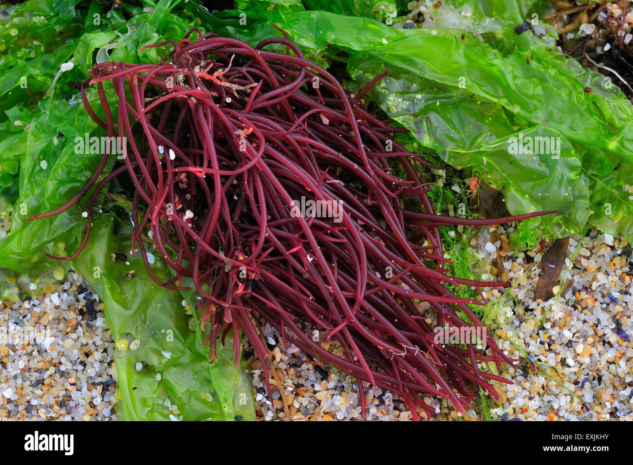 Sea noodles (Nemalion helminthoides) and Sea lettuce (Ulva lactuca) exposed on beach at low tide Stock Photo