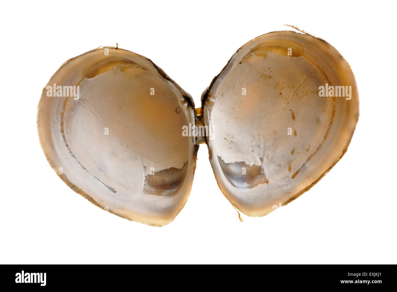 Baltic macoma / Baltic clam / Baltic tellin (Macoma balthica) shells on white background Stock Photo