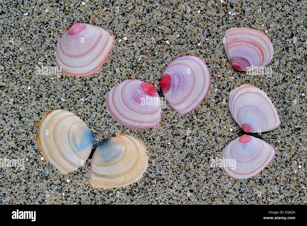 Baltic macoma / Baltic clam / Baltic tellin (Macoma balthica) shells washed on beach Stock Photo