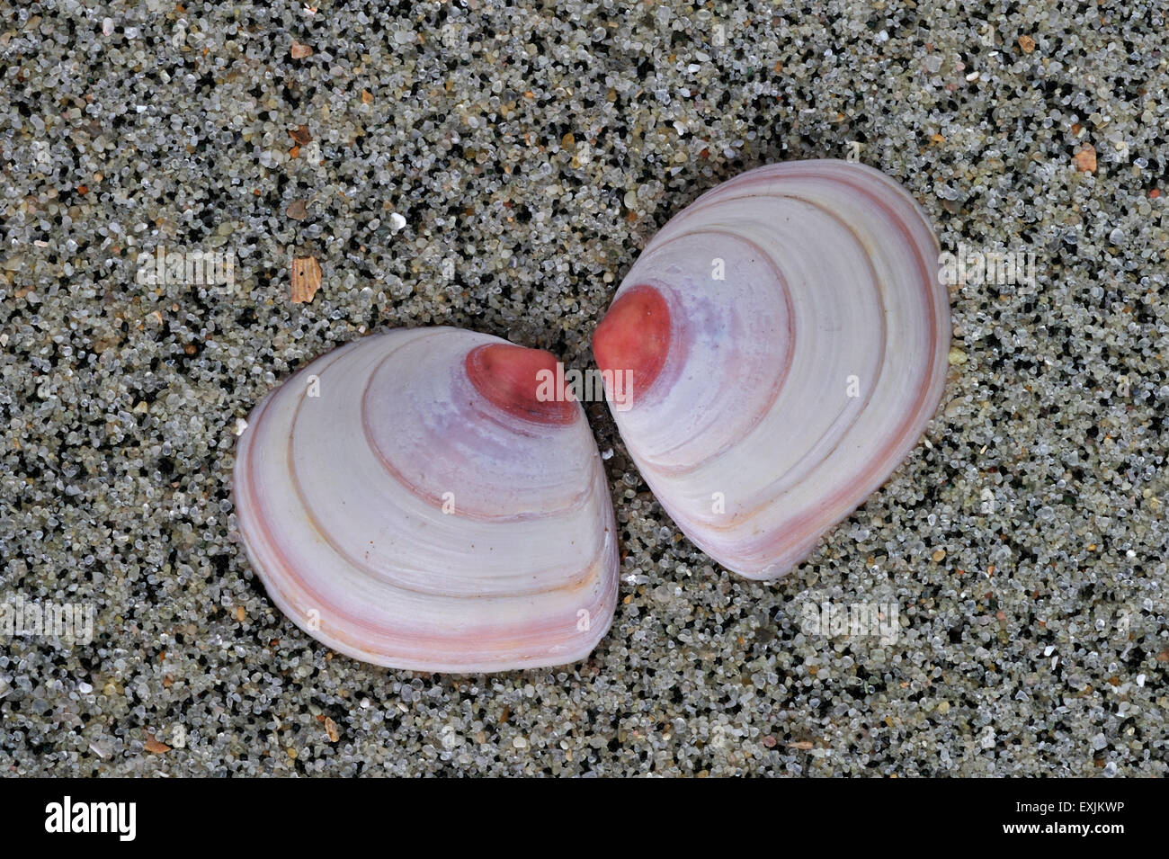 Baltic macoma / Baltic clam / Baltic tellin (Macoma balthica) shells washed on beach Stock Photo