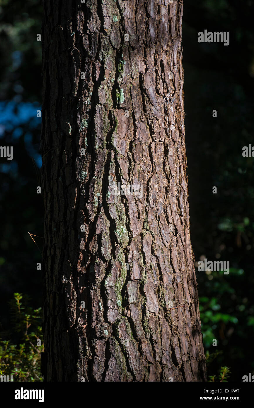 Loblolly pine tree trunk at Kanapaha Botanical Gardens in Gainesville, Florida. Stock Photo