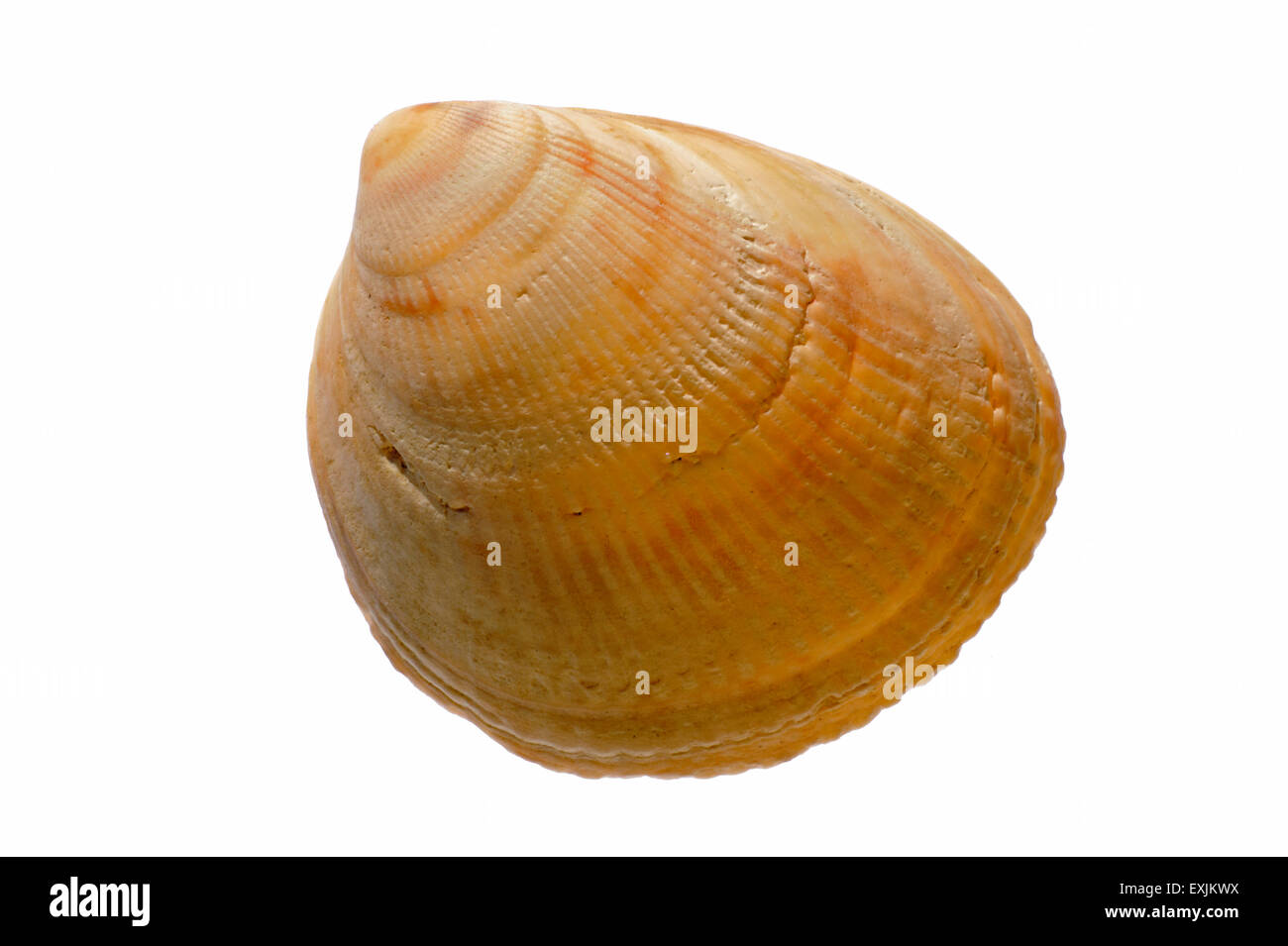 Smooth cockle / Norway cockle (Laevicardium crassum) shell on white background Stock Photo