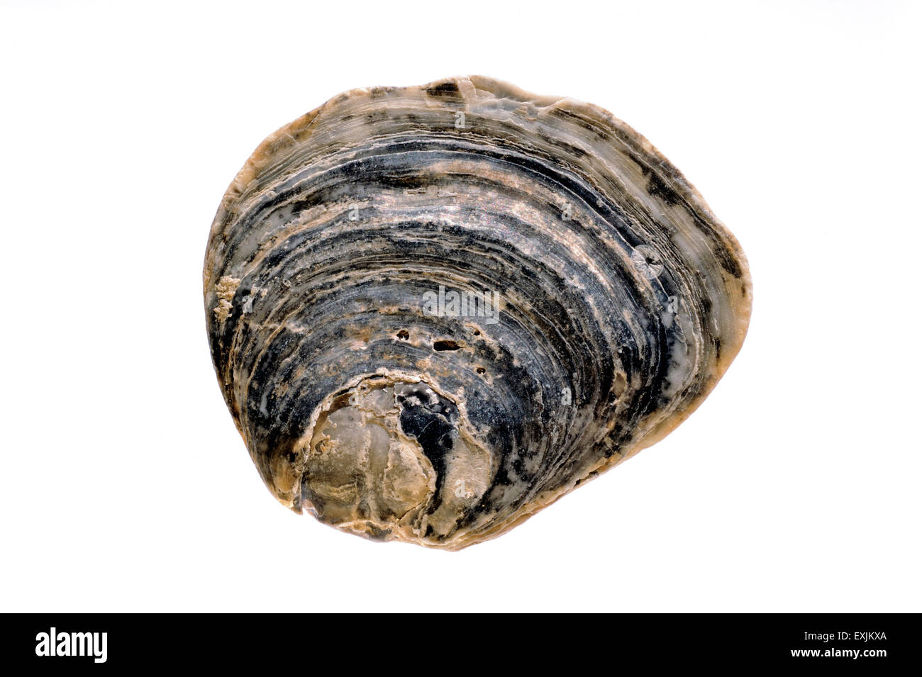 Common oyster / European flat oyster / mud oyster / edible oyster (Ostrea edulis) shell on white background Stock Photo