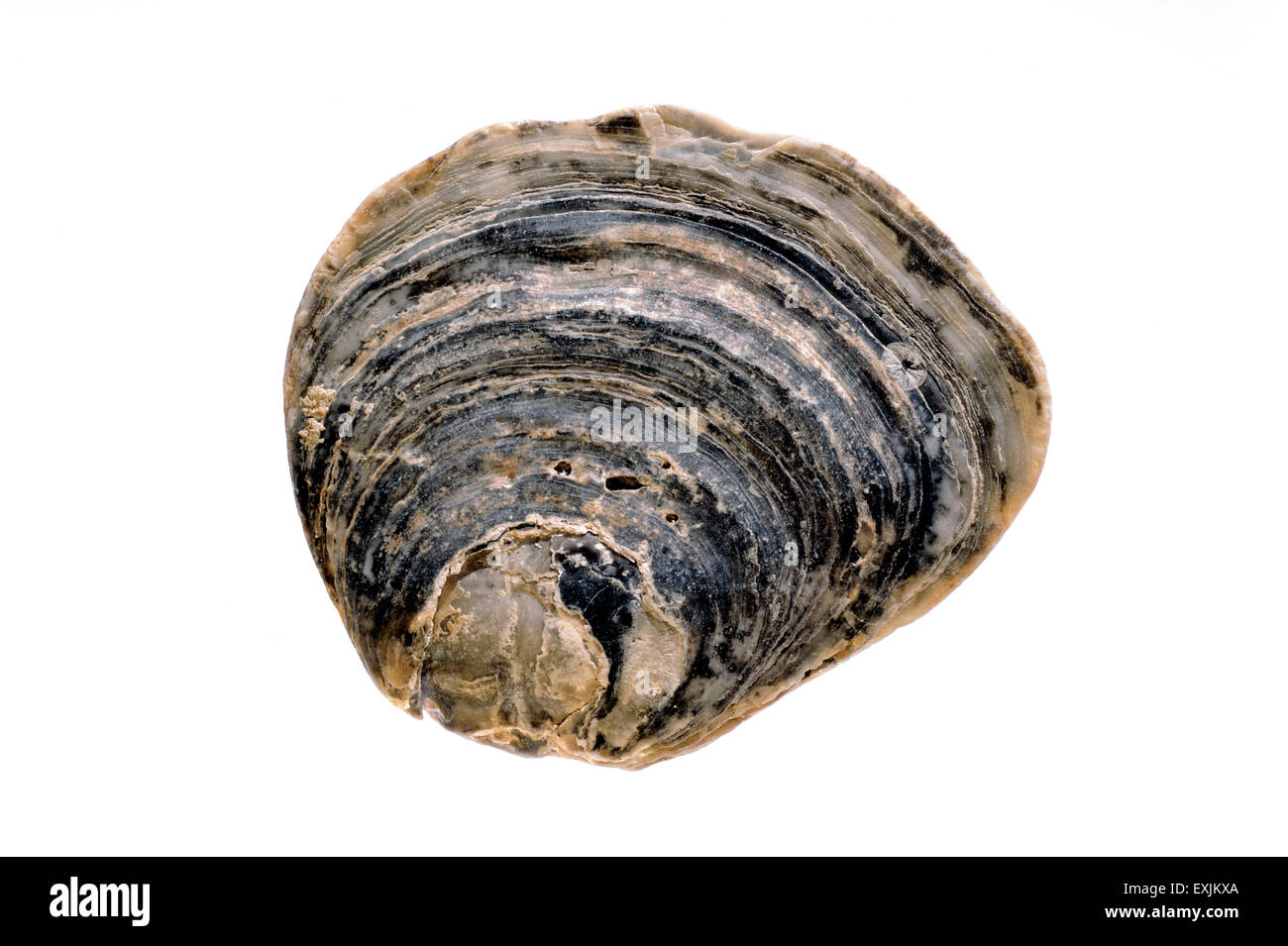 Common oyster / European flat oyster / mud oyster / edible oyster