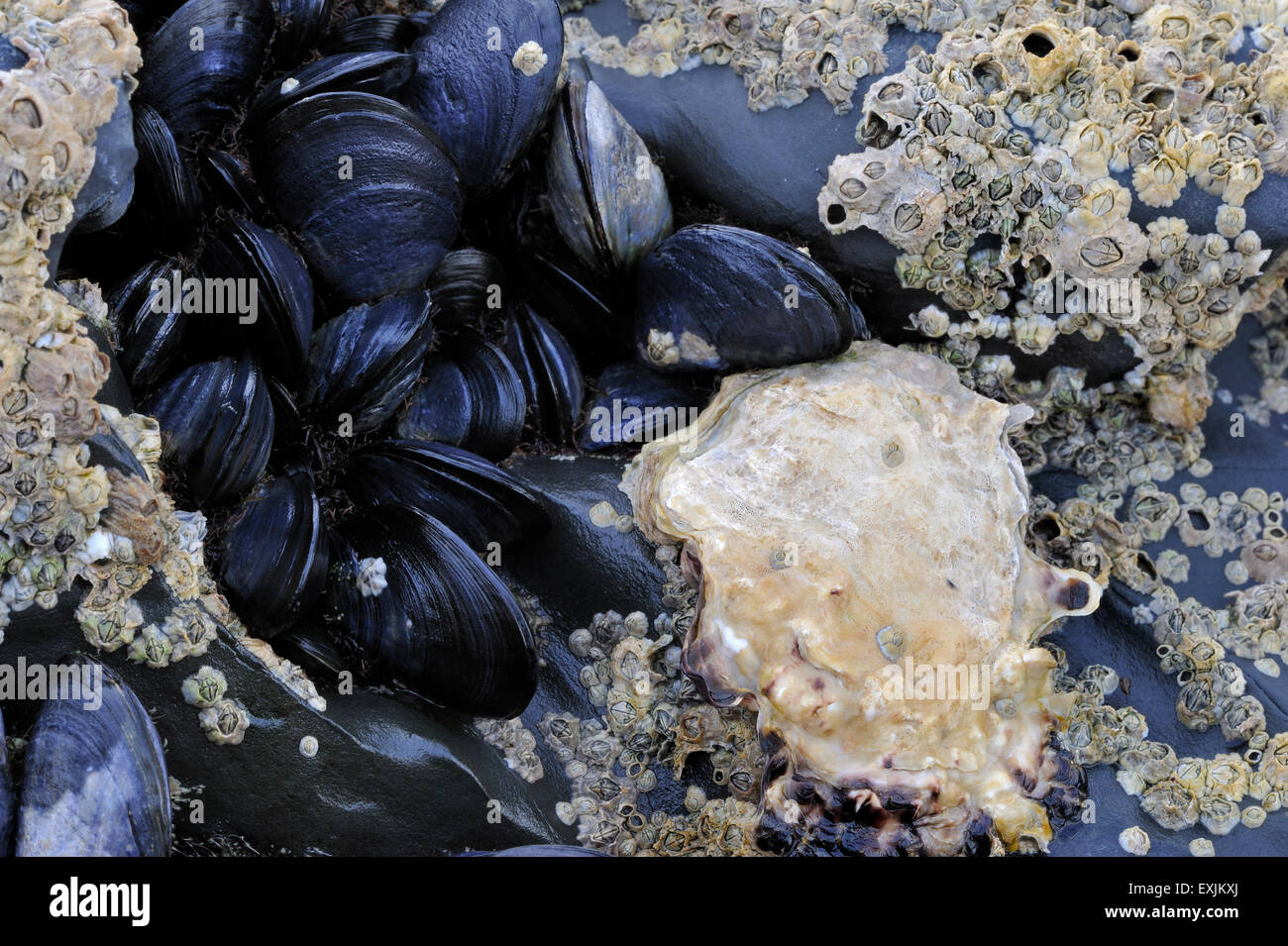 Pacific oyster / Japanese oyster / Miyagi oyster (Crassostrea gigas), barnacles and mussels growing on rock in intertidal zone Stock Photo