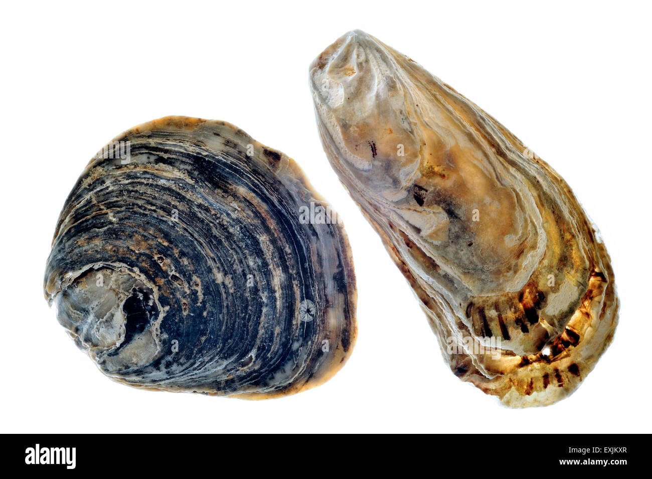 Common oyster / European flat oyster (Ostrea edulis) and Japanese Oyster / Pacific Oyster (Crassostrea gigas) on white Stock Photo