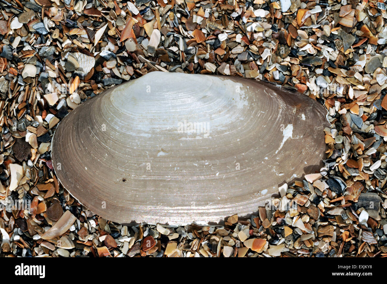 Common otter shell (Lutraria lutraria) washed on beach Stock Photo