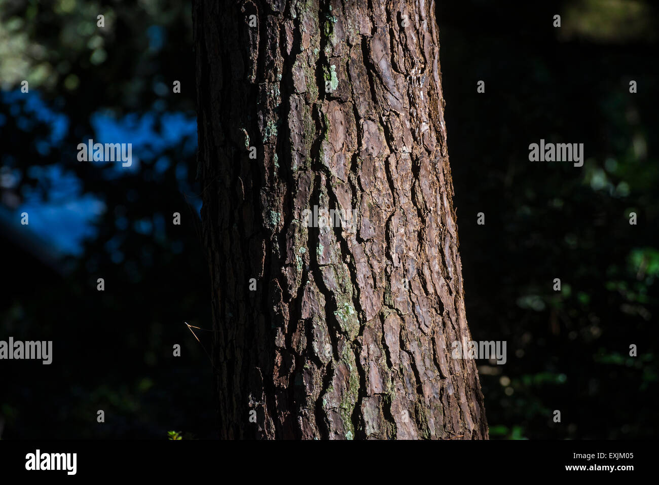 Loblolly pine tree trunk at Kanapaha Botanical Gardens in Gainesville, Florida. Stock Photo
