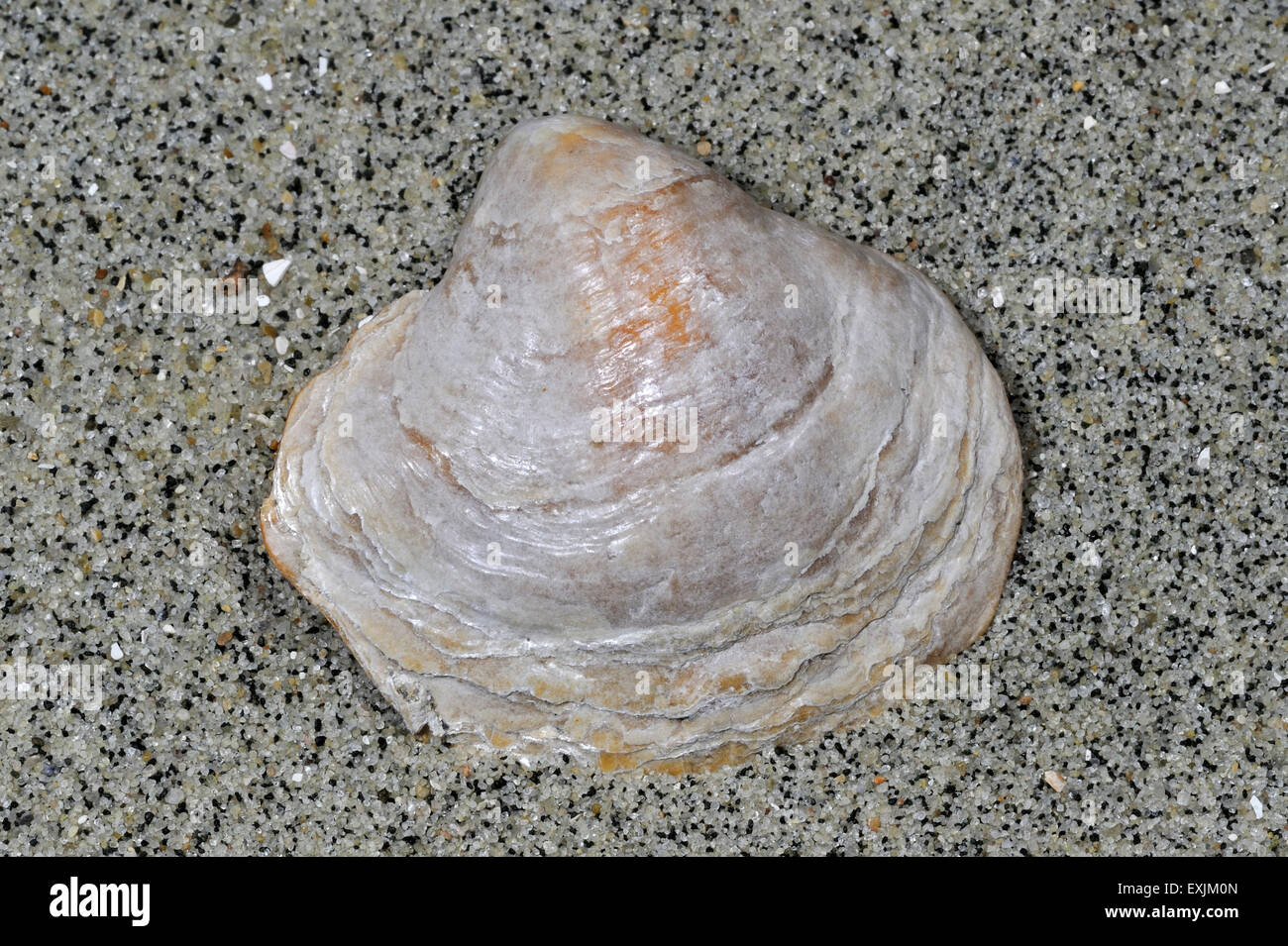 Saddle oyster / Jingle shell (Anomia ephippium) washed on beach Stock Photo