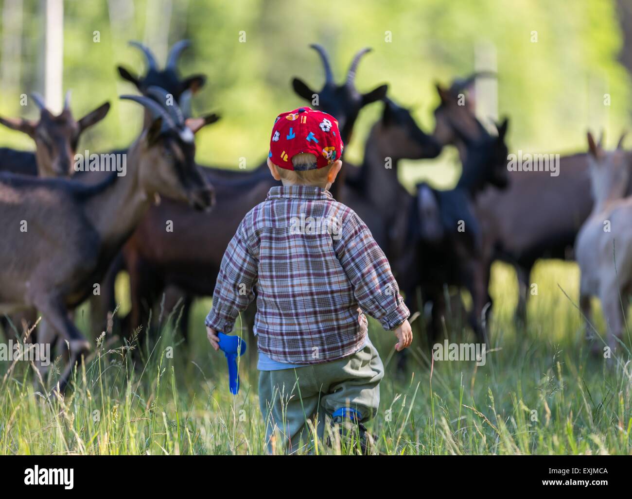 Little boy chasing goats on pasture. Beautiful childhood on village