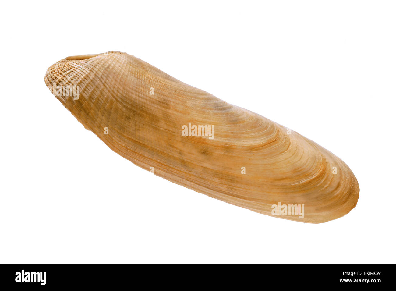 Common piddock (Pholas dactylus) shell on white background Stock Photo