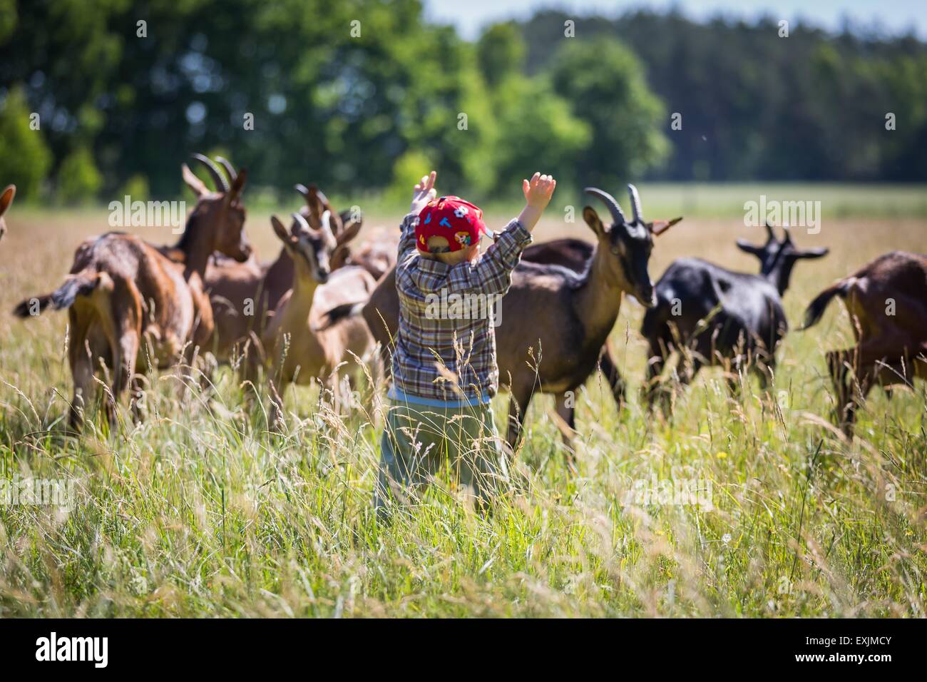 Little boy chasing goats on pasture. Beautiful childhood on village