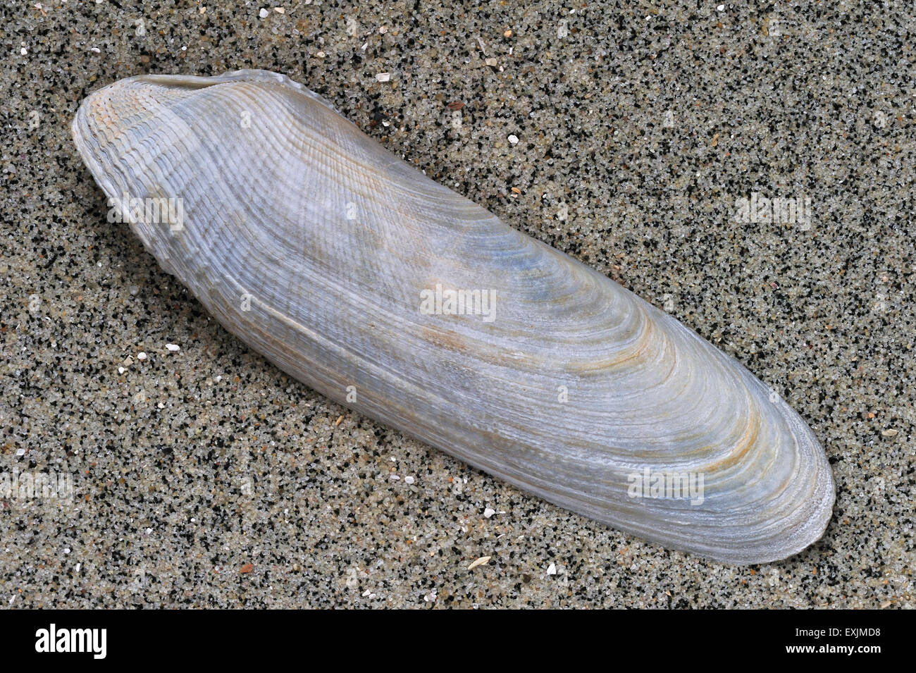 Common piddock (Pholas dactylus) shell on beach Stock Photo