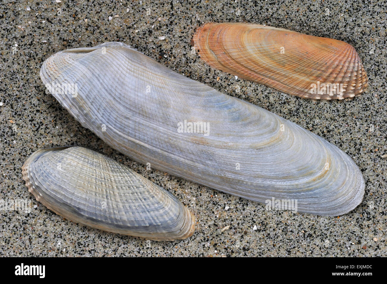 Common piddock (Pholas dactylus), American piddock (Petricola pholadiformis) and White piddock (Barnea candida) shells on beach Stock Photo