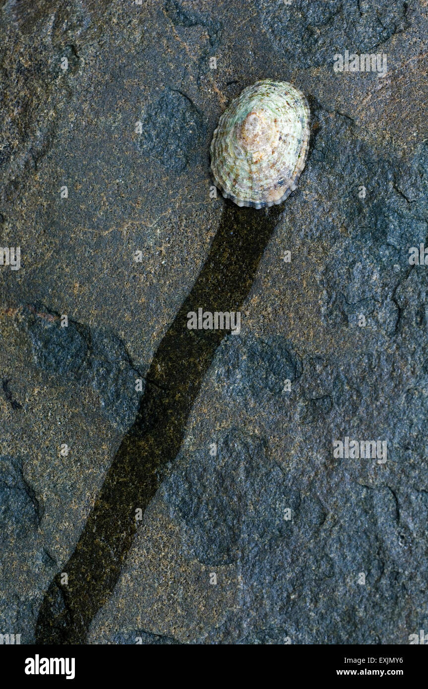 Common limpet / common European limpet (Patella vulgata) leaving wet trail while feeding on rock at low tide Stock Photo